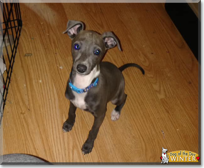 Winter the Italian Greyhound, the Dog of the Day