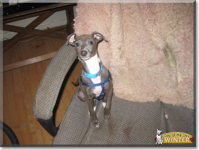 Winter the Italian Greyhound, the Dog of the Day