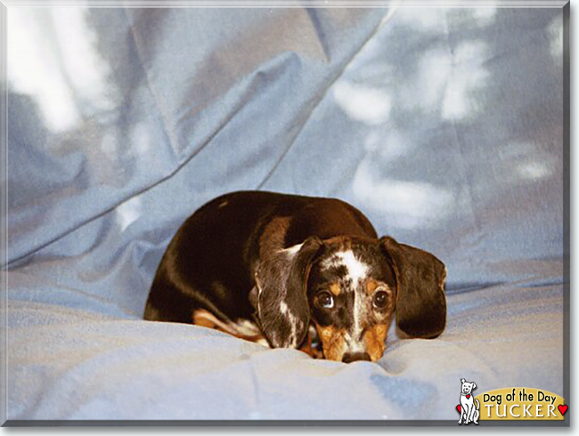 Tucker the Dachshund, the Dog of the Day