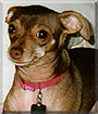 Chloe the Chihuahua