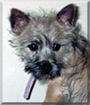 Audi the Cairn Terrier