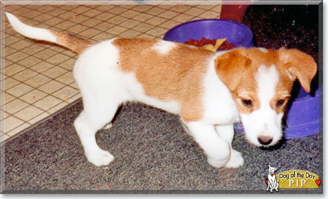 Pip the Jack Russel Terrier, the Dog of the Day