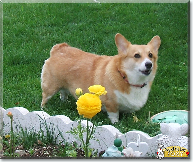 Foxy the Pembroke Welsh Corgi, the Dog of the Day