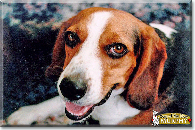 Murphy the Beagle, the Dog of the Day