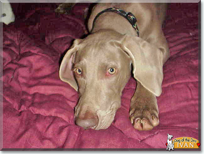 Ivan the Weimaraner, the Dog of the Day