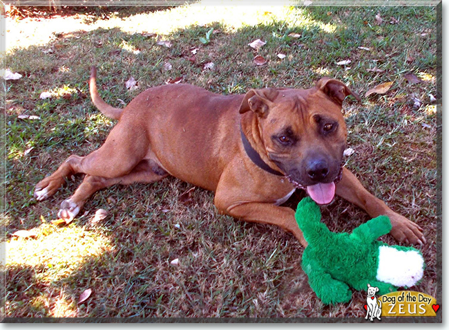 Zeus the Pitbull Terrier, Boxer mix, the Dog of the Day