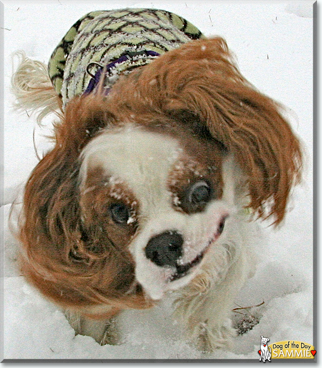Sammie the Cavalier King Charles Spaniel, the Dog of the Day