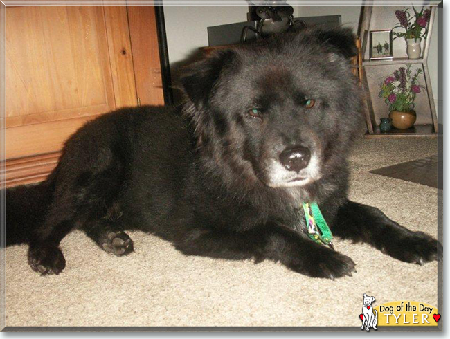 Tyler the Chow Chow/Border Collie mix, the Dog of the Day