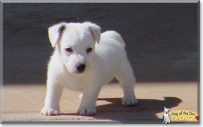 George the Jack Russell Terrier, the Dog of the Day