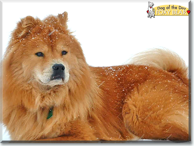Foxy Bear the Chow Chow, the Dog of the Day