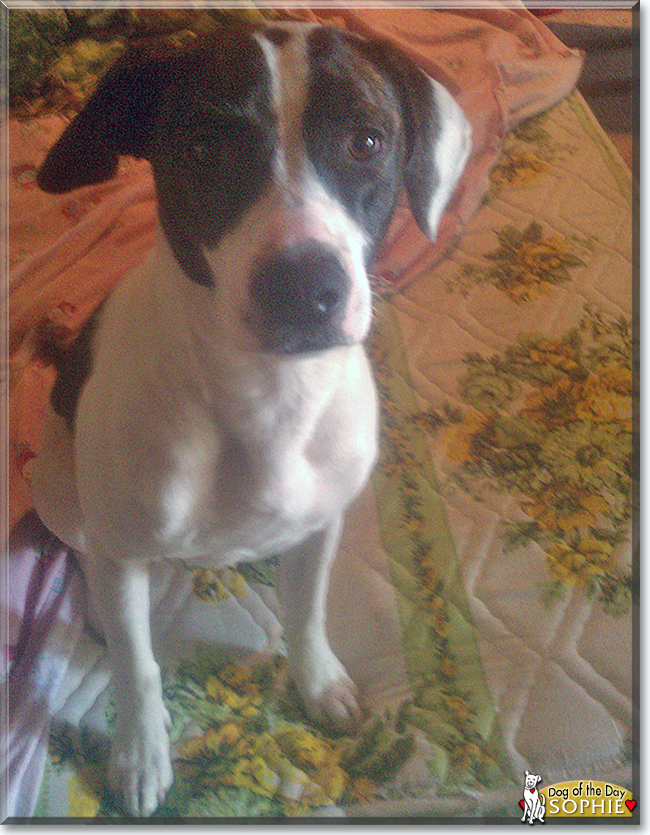 Sophie the Pitbull, German Shorthair Pointer mix, the Dog of the Day