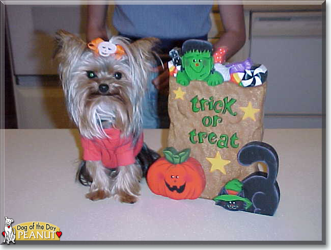 Peanut the Yorkshire Terrier, the Dog of the Day