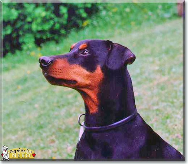 Nero the German Pinscher, the Dog of the Day