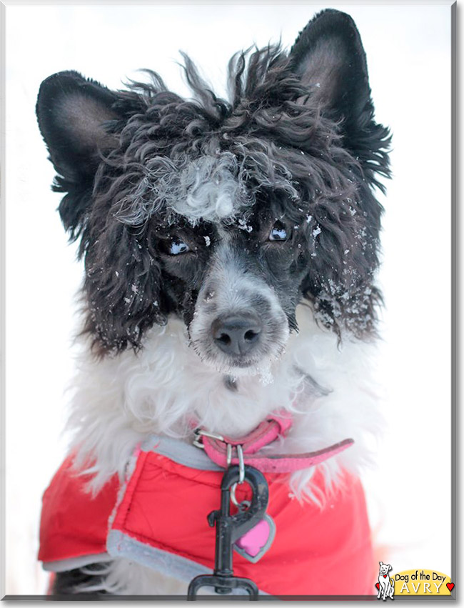 Avry the Powderpuff Chinese Crested, the Dog of the Day