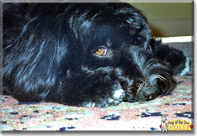 Polly the Tibetan Terrier, the Dog of the Day