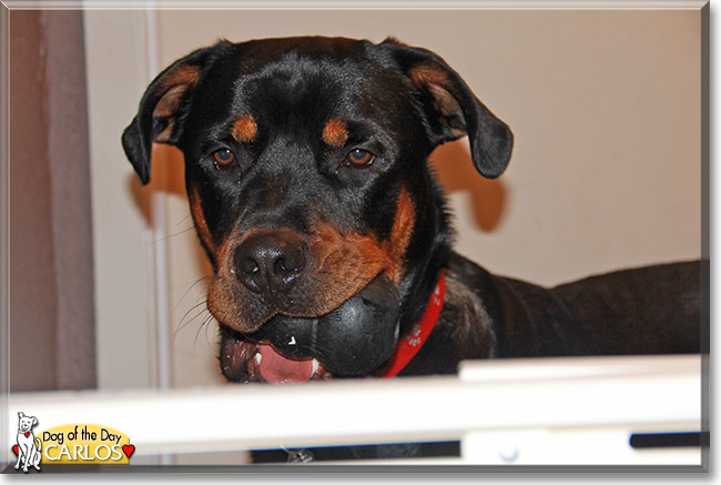 Carlos the Rottweiler, the Dog of the Day