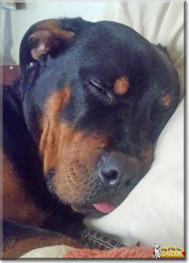 Carlos the Rottweiler, the Dog of the Day