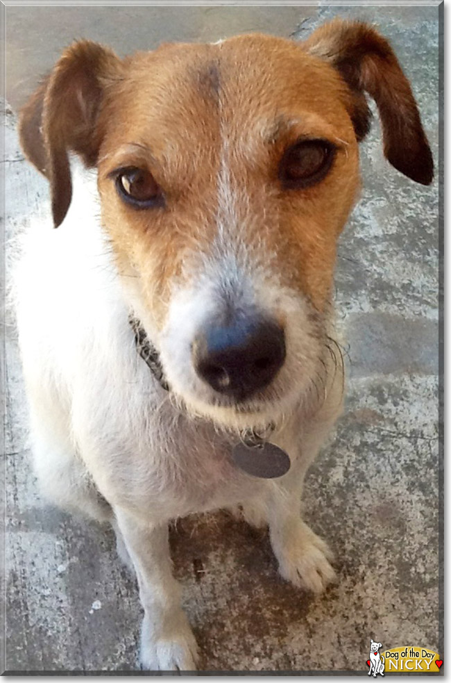 Nicky the Jack Russell Terrier, the Dog of the Day