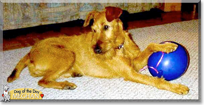 Meghan the Irish Terrier, the Dog of the Day