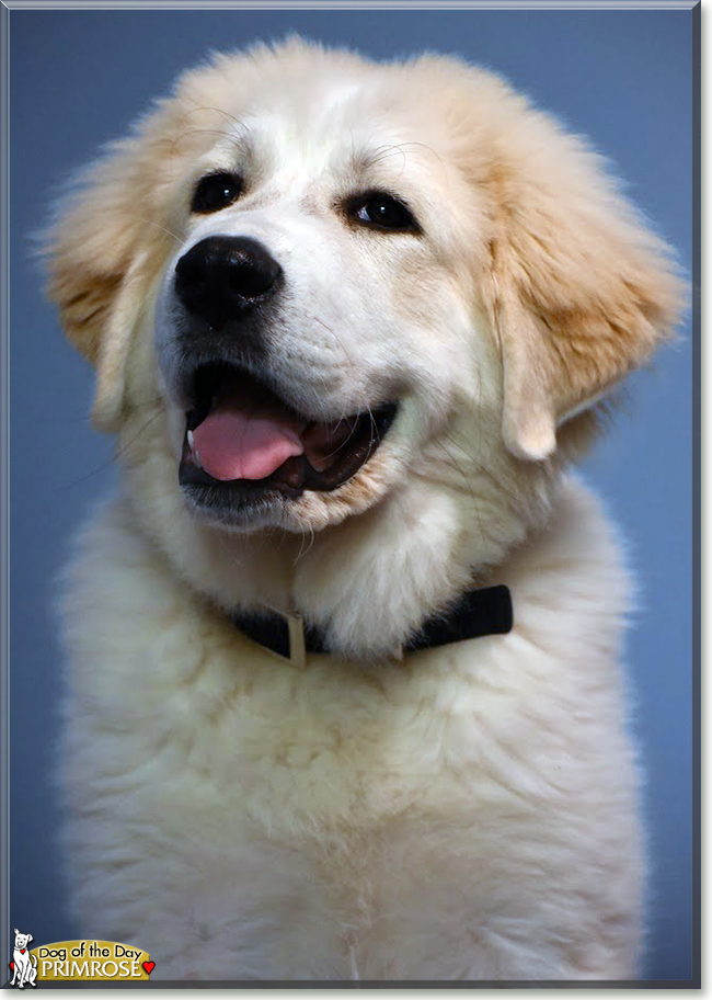 Primrose the Great Pyrenees, the Dog of the Day