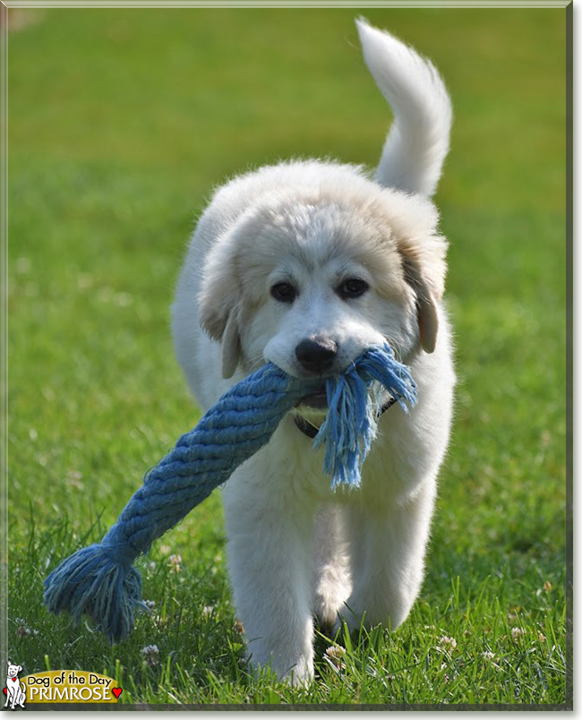 Primrose the Great Pyrenees, the Dog of the Day