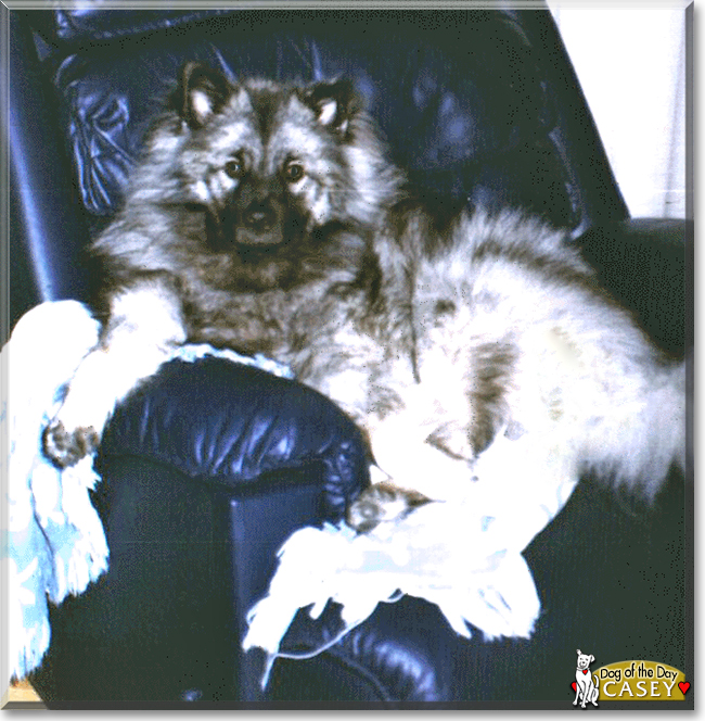 Casey the Keeshond, the Dog of the Day