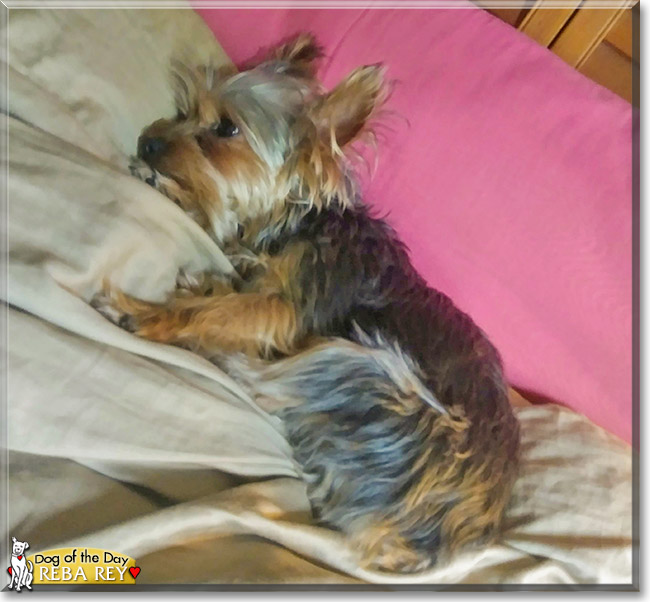 Reba Rey the Yorkshire Terrier, the Dog of the Day