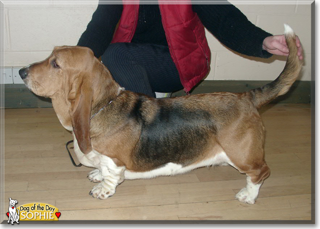Sophie the Basset Hound, the Dog of the Day