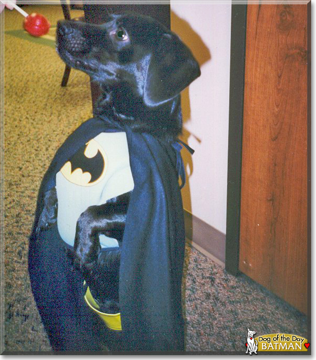 Batman the Labrador Retriever, Dachshund mix, the Dog of the Day