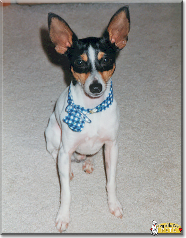 Pete the Toy Fox Terrier, the Dog of the Day