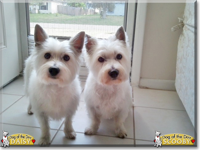 Scooby and Daisy the West Highland Terriers, the Dog of the Day