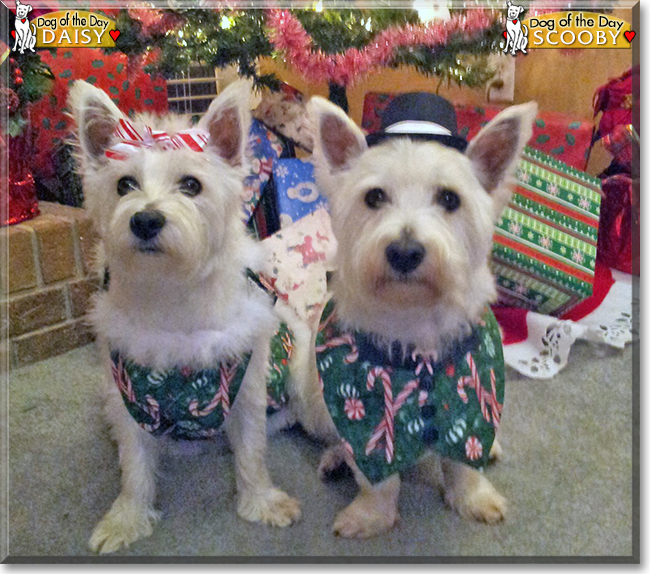 Scooby and Daisy the West Highland Terriers, the Dog of the Day