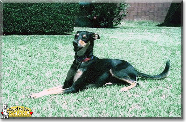 Chaka the Greyhound mix, the Dog of the Day