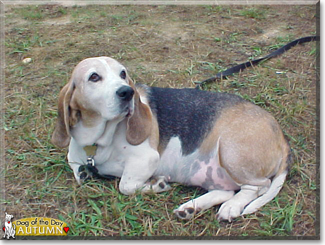Autumn the Bassett Hound, the Dog of the Day