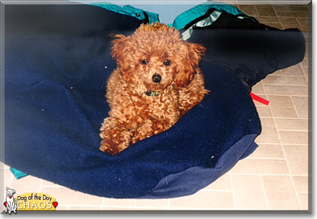 Chaos the Toy Poodle, the Dog of the Day