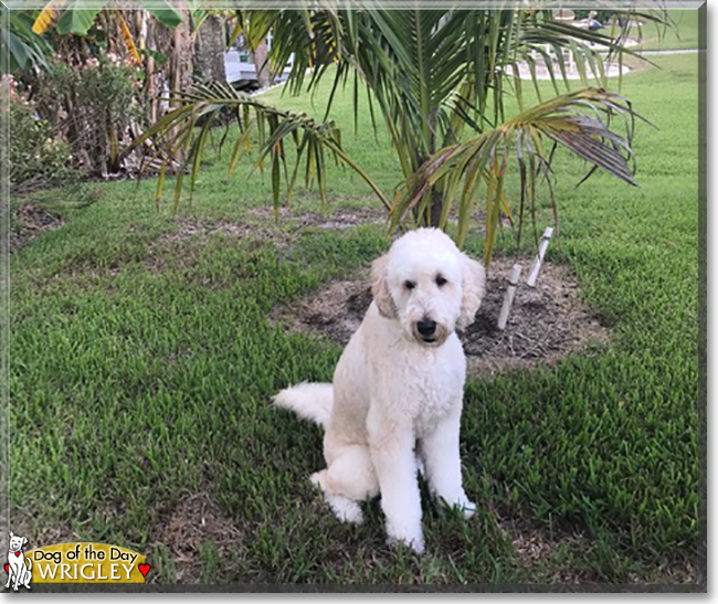 Wrigley the Golden Retriever, Poodle mix, the Dog of the Day