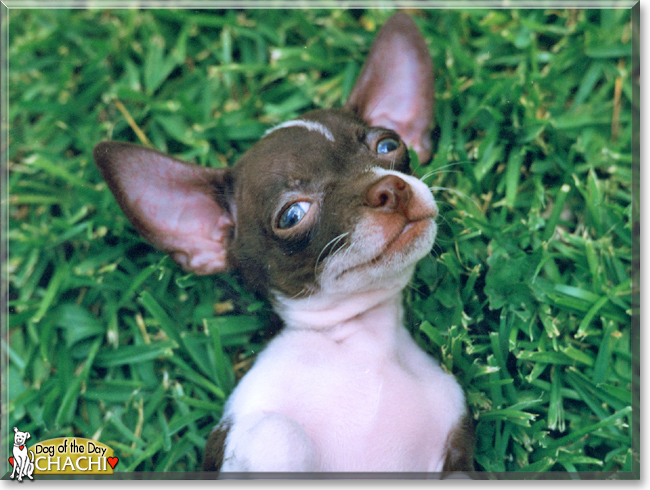Chachi the Chihuahua, the Dog of the Day
