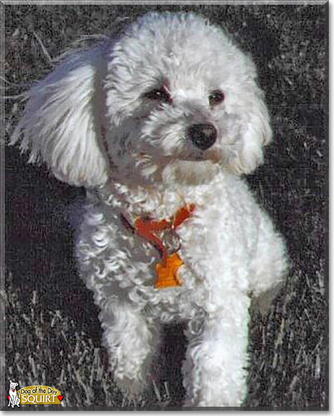 Squirt the Bichon Frise, Cocker Spaniel, Poodle mix, the Dog of the Day