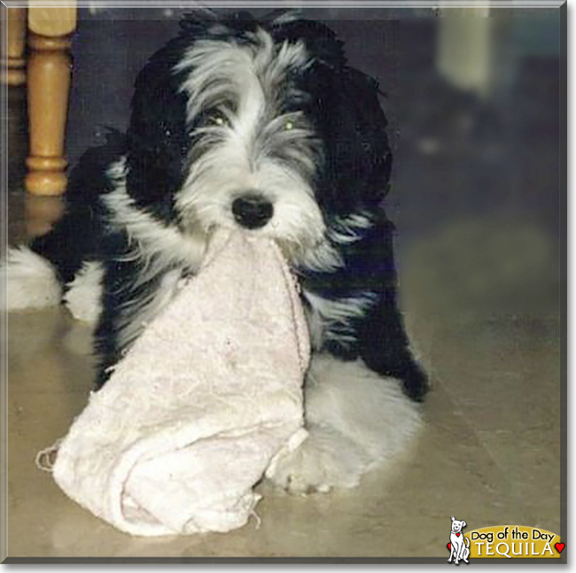 Tequila the Bearded Collie, the Dog of the Day
