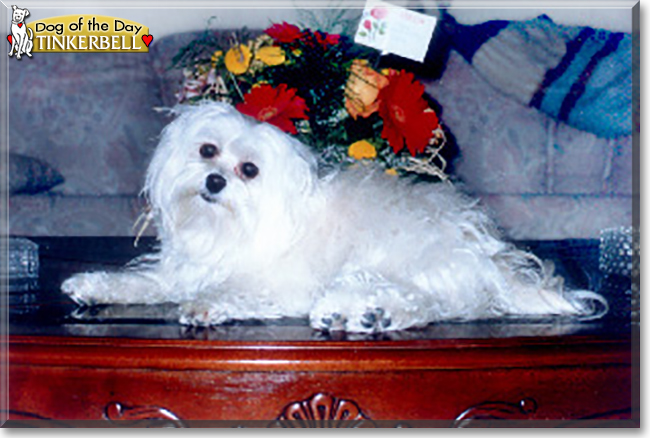 Tinkerbell the Havanese, the Dog of the Day