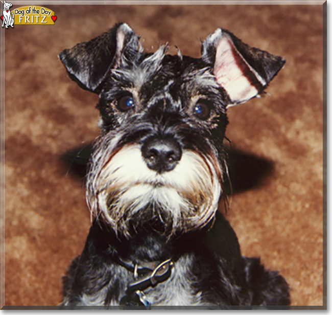 Fritz the Miniature Schnauzer, the Dog of the Day