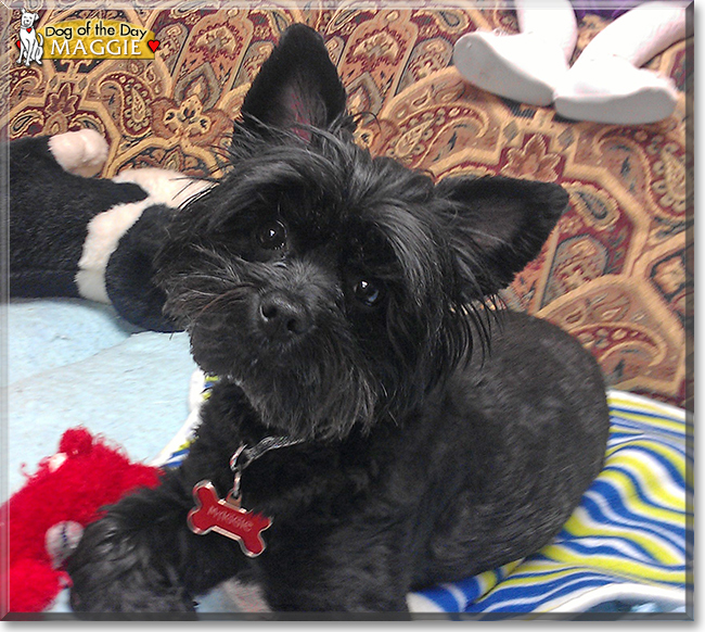 Annie the Chinese Crested mix, the Dog of the Day