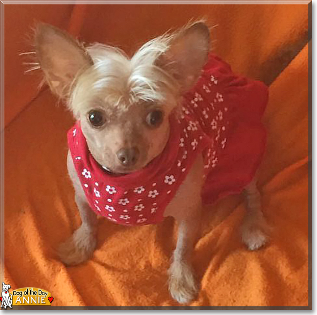 Annie the Chinese Crested mix, the Dog of the Day