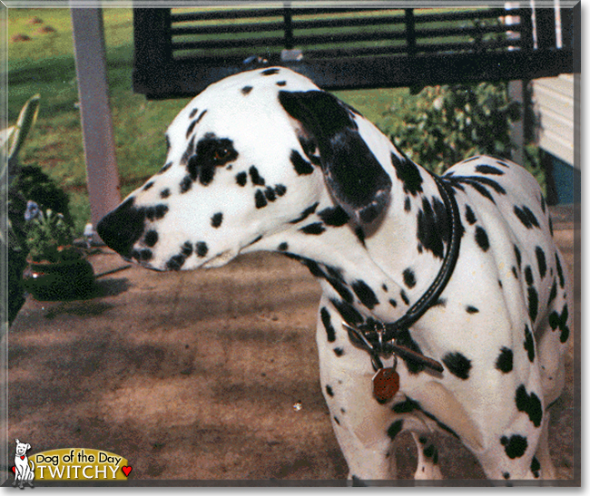 Twitchy the Dalmatian, the Dog of the Day
