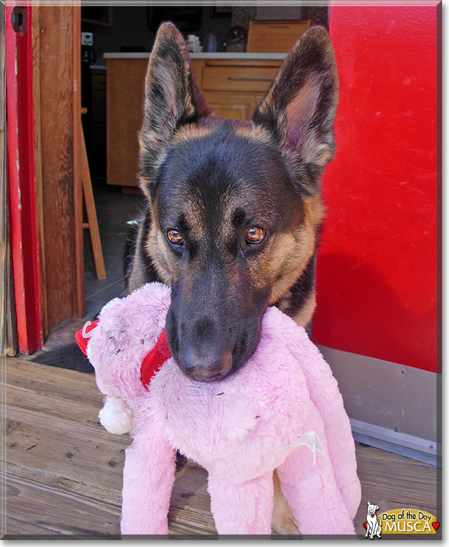 Musca the German Shepherd, the Dog of the Day
