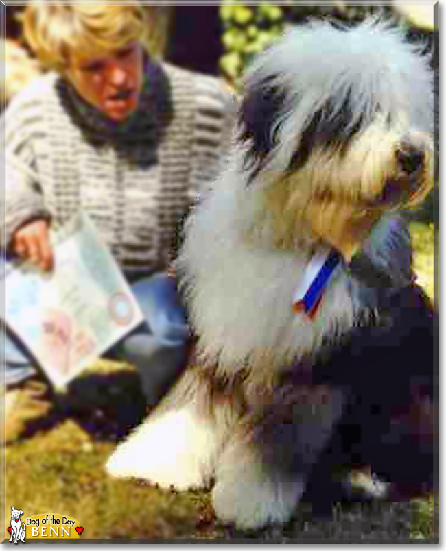 Benn the Old English Sheepdog, the Dog of the Day