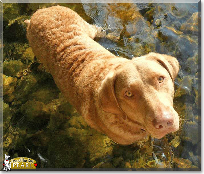 Pearl the Chesapeake Bay Retriever, the Dog of the Day