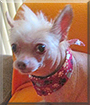 Annie the Chinese Crested mix