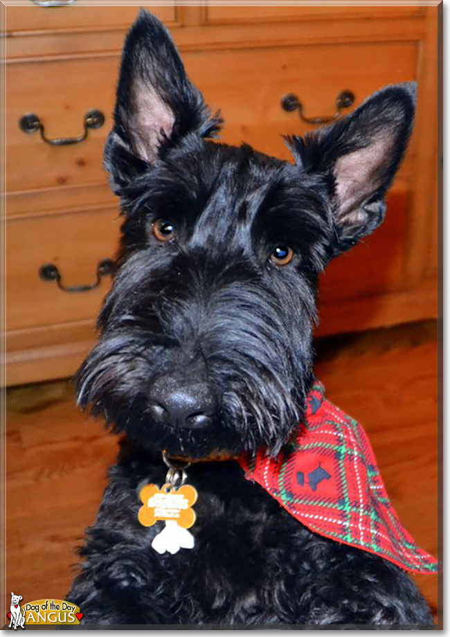 Angus the Scottish Terrier, the Dog of the Day