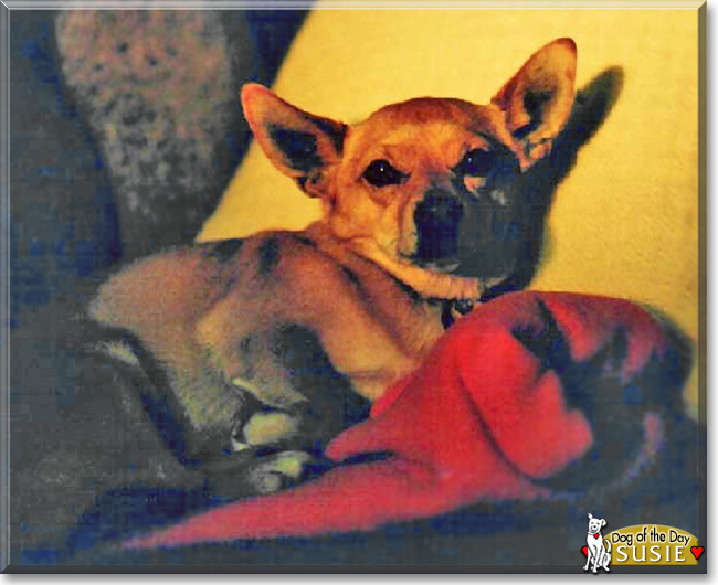 Susie the Chihuahua, Jack Russell Terrier mix, the Dog of the Day